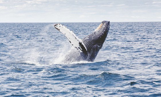 Conclusion d’un accord historique à l’ONU sur la protection de la biodiversité marine en haute mer